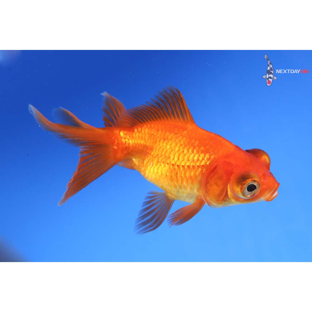 3.5” Imported Red Telescope Fantail
