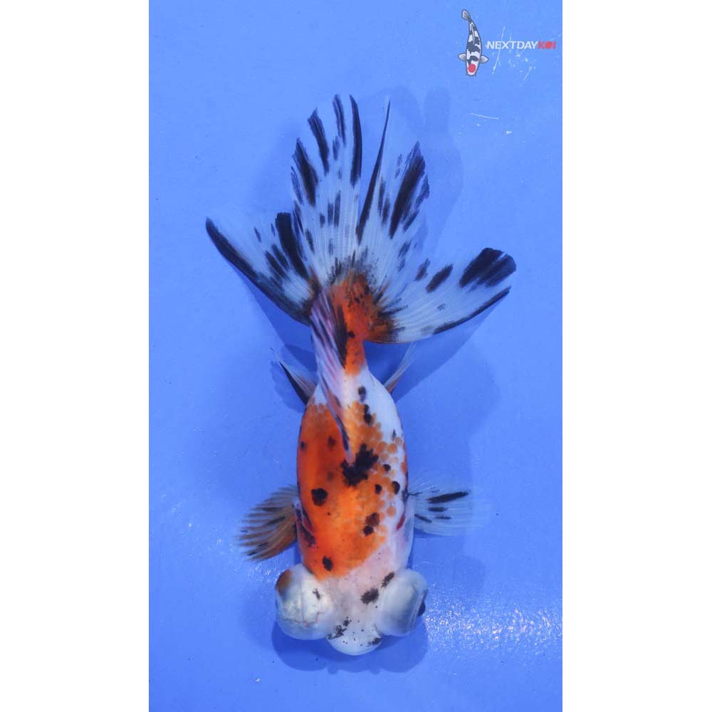 3.5” Imported Calico Telescope Fantail