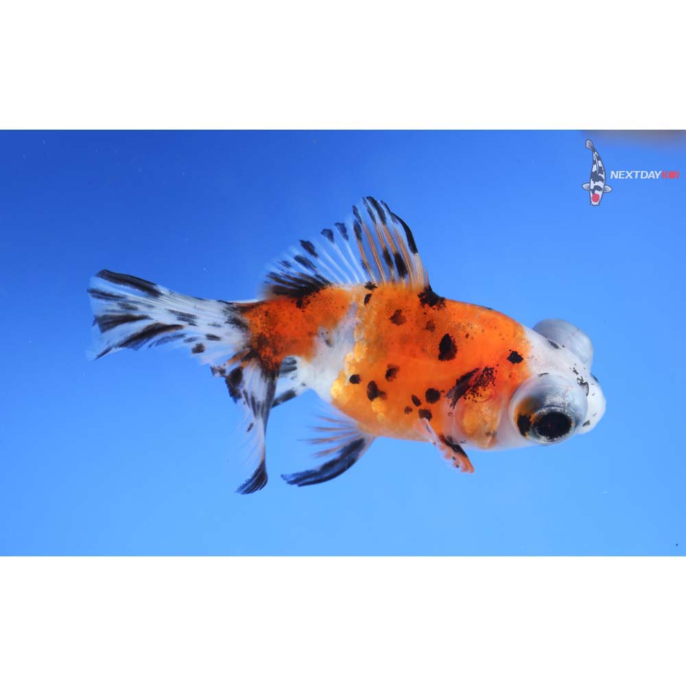 3.5” Imported Calico Telescope Fantail