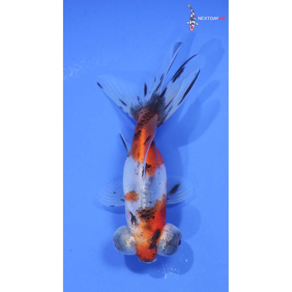 3.5” Imported Calico Telescope Fantail