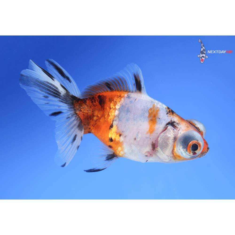 3.5” Imported Calico Telescope Fantail