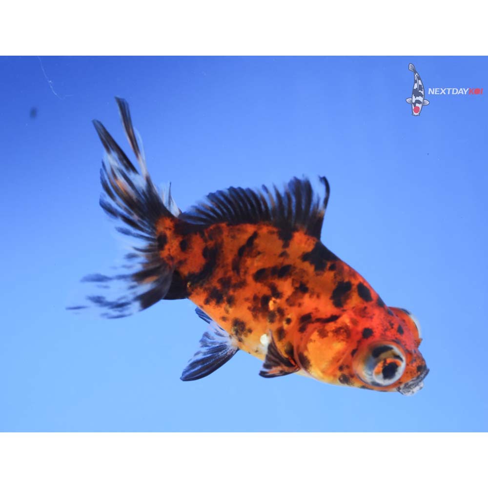 3.5” Imported Calico Telescope Fantail
