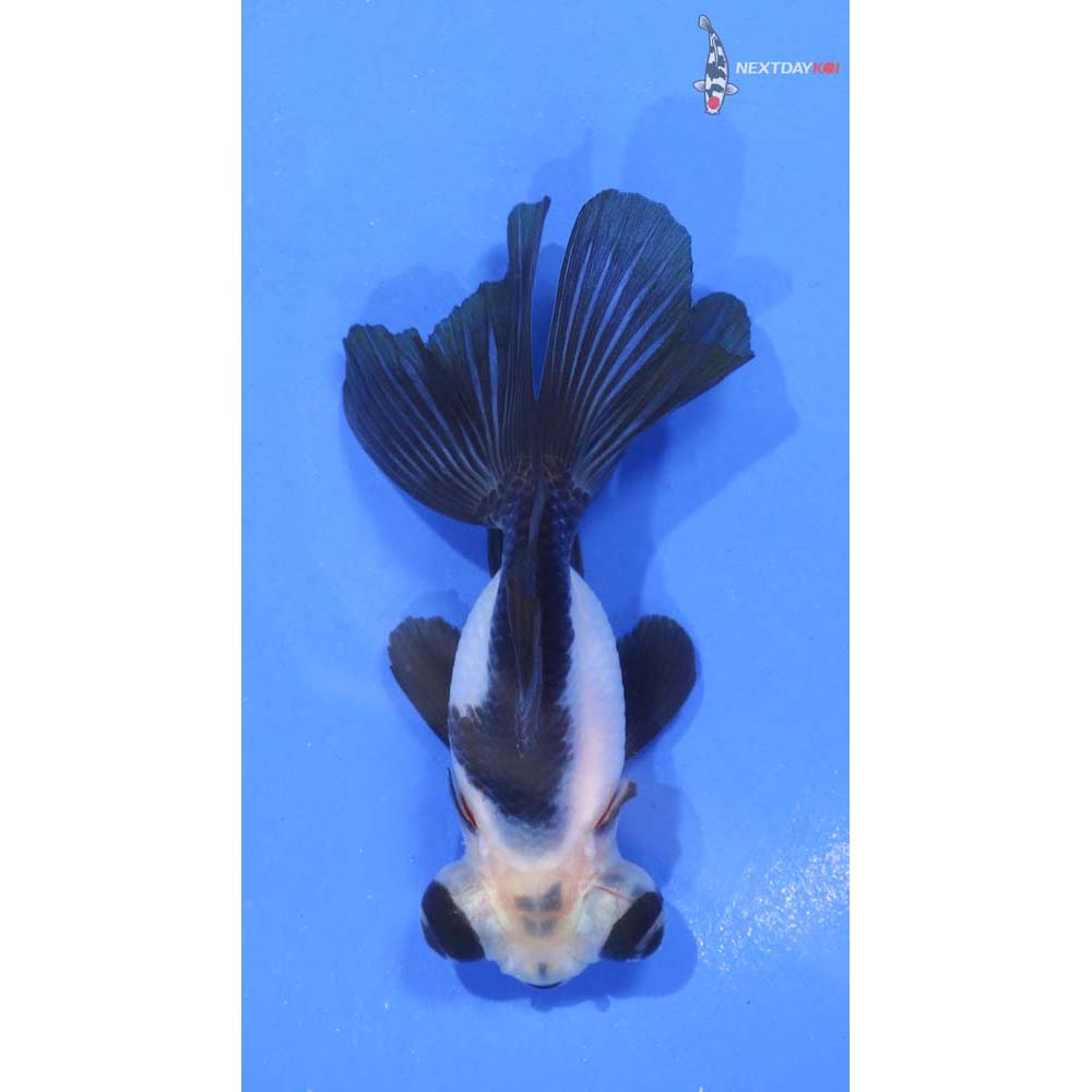 3” Imported Panda Telescope Fantail