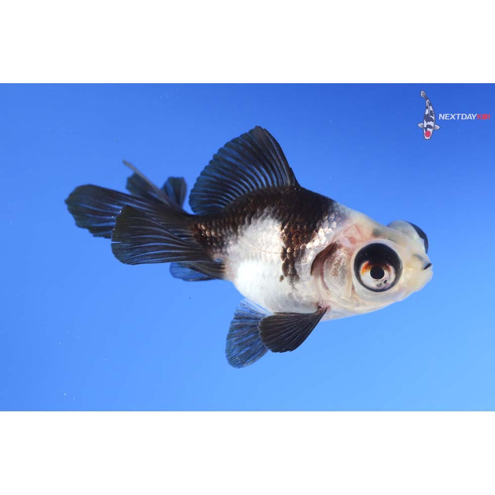 3” Imported Panda Telescope Fantail