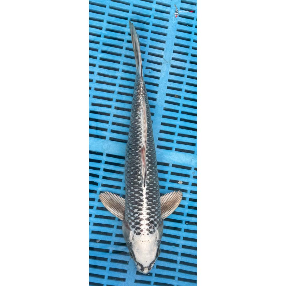 14-16” Imported Gin Matsuba