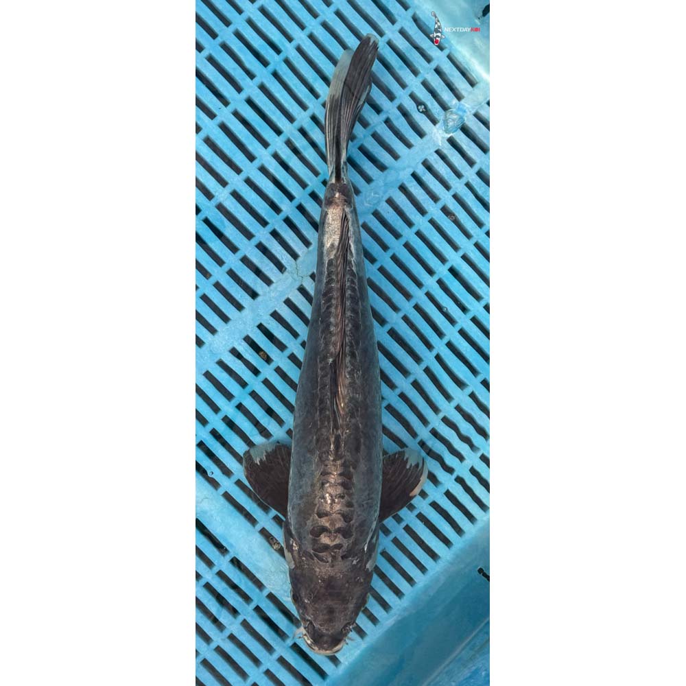 14-16” Imported Kikokuryu