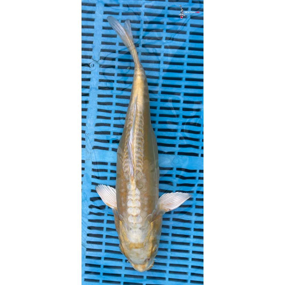 14-16” Imported Doitsu Yamabuki Ogon
