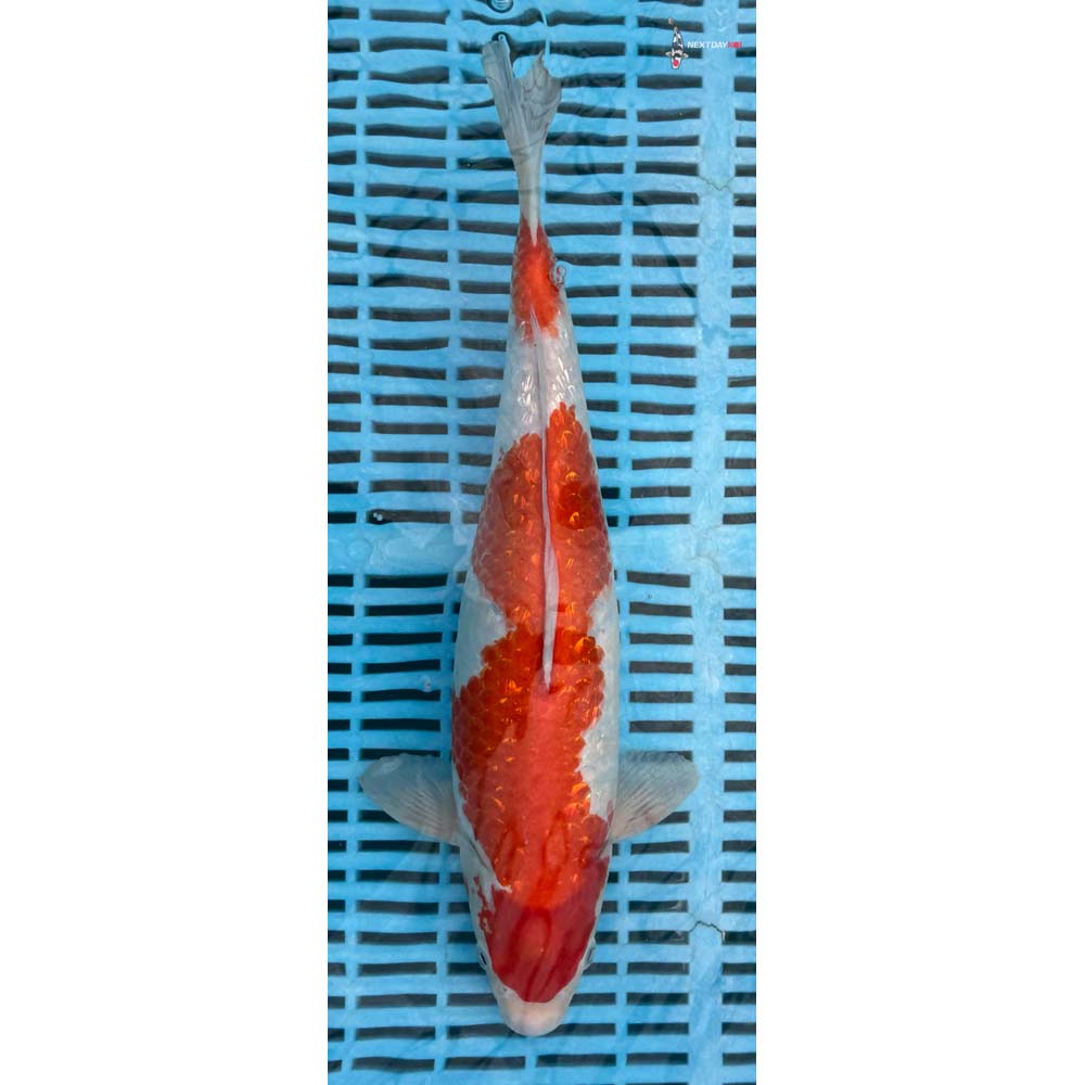 14-16” Imported Gin Rin Kohaku