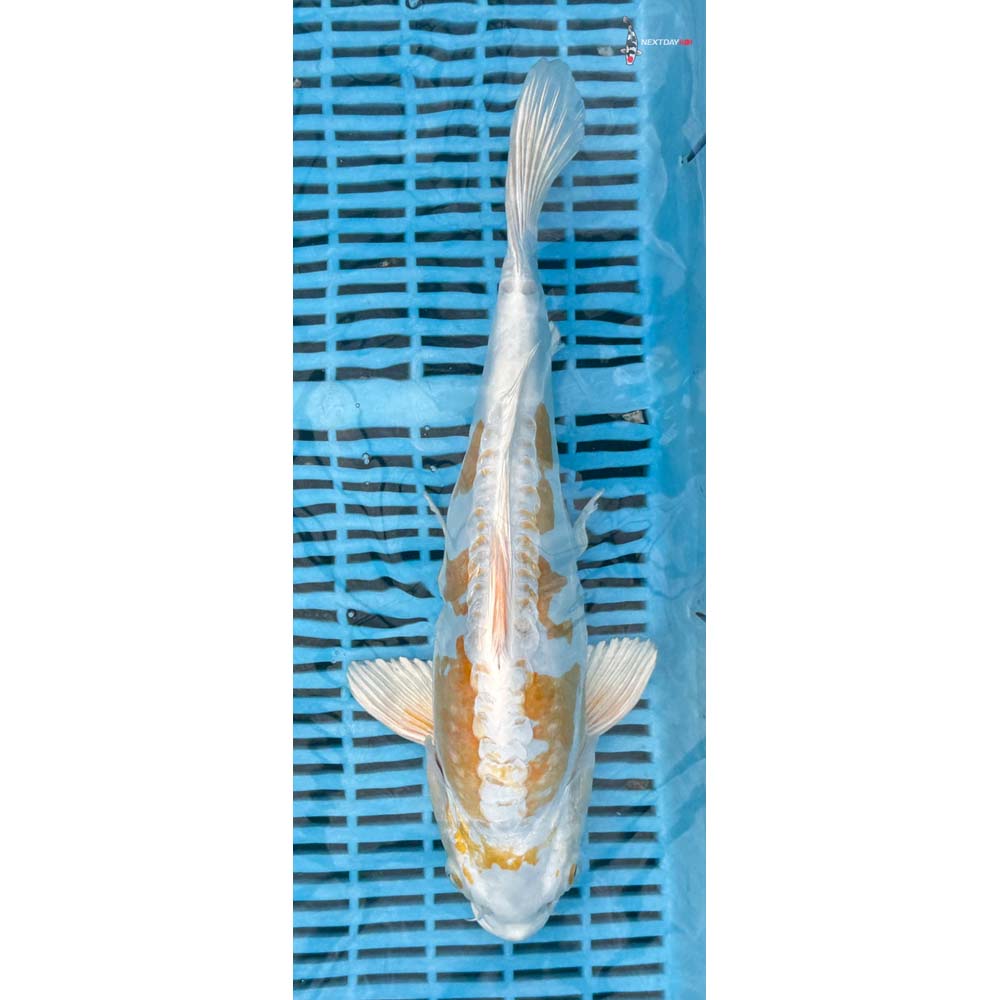 14-16” Imported Doitsu Lemon Hariwake