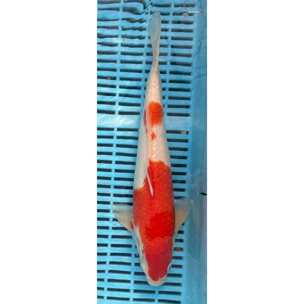 14-16” Imported Kohaku