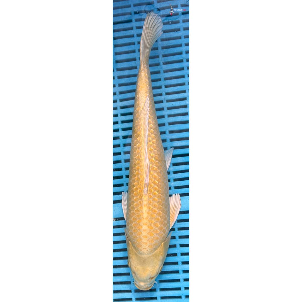 14-16” Imported Gin Rin Yamabuki Ogon