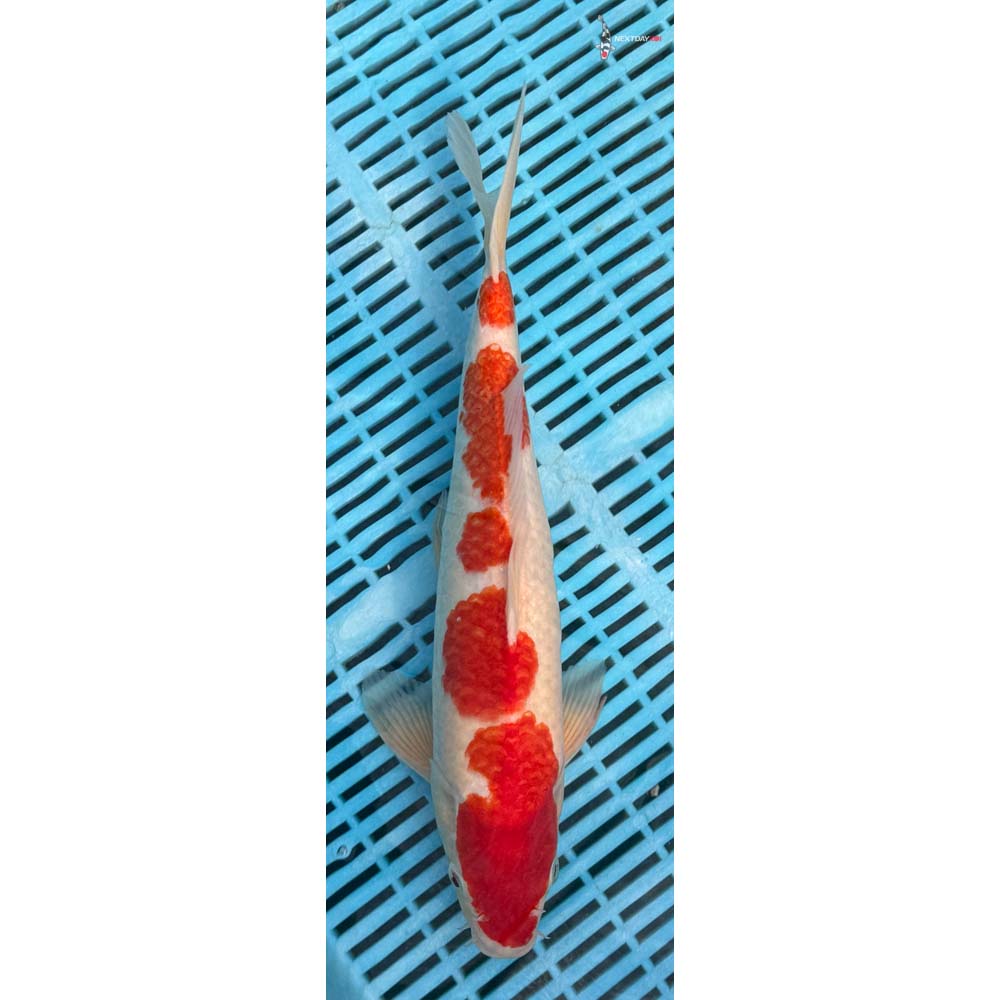 14-16” Imported Kohaku