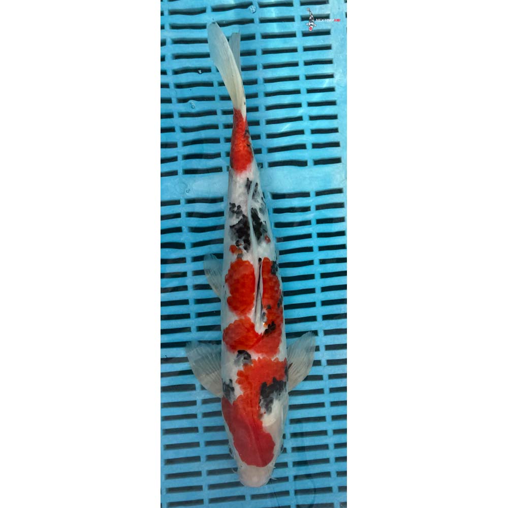 14-16” Imported Sanke