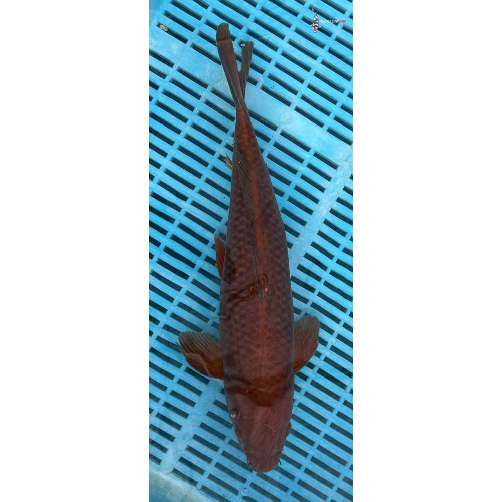 14-16” Imported Chagoi