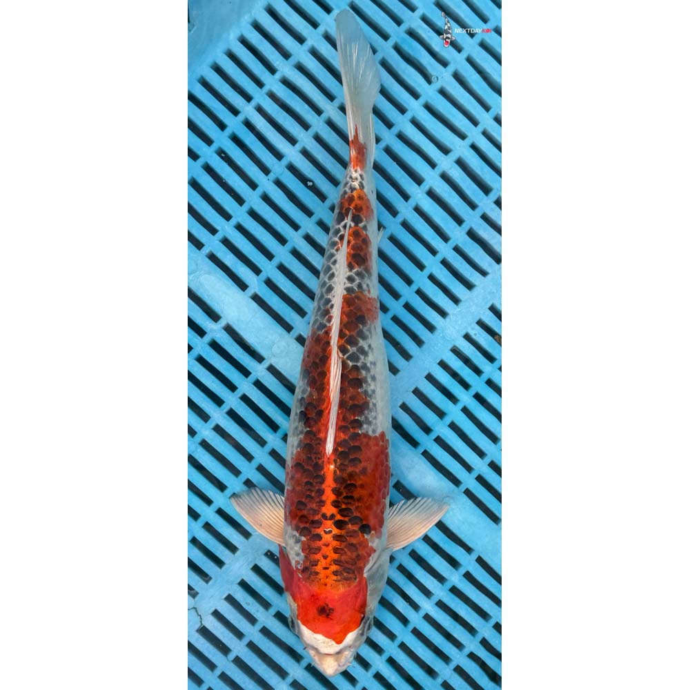 14-16” Imported Kujaku