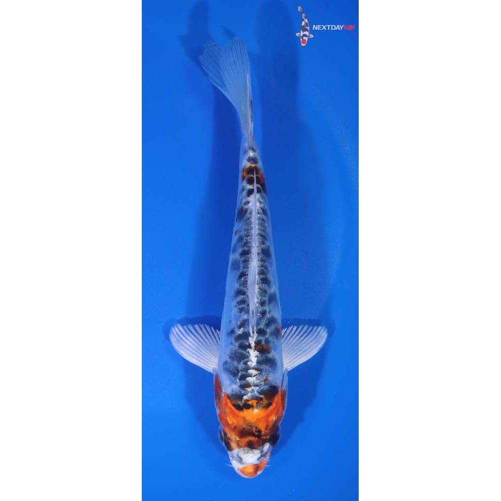 6.5” Imported Doitsu Kujaku
