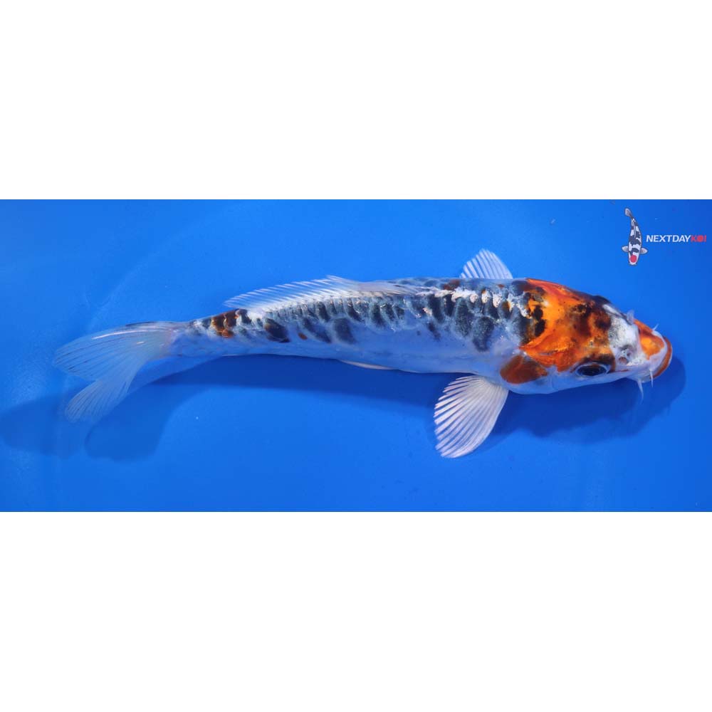 6.5” Imported Doitsu Kujaku