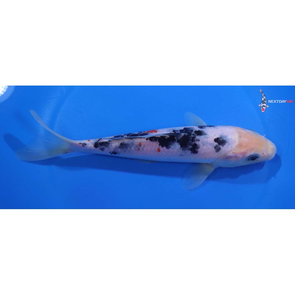 6.5” Imported Sanke