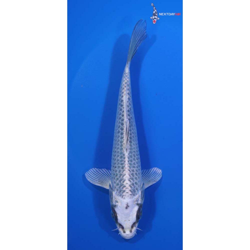 6.5” Imported Gin Matsuba