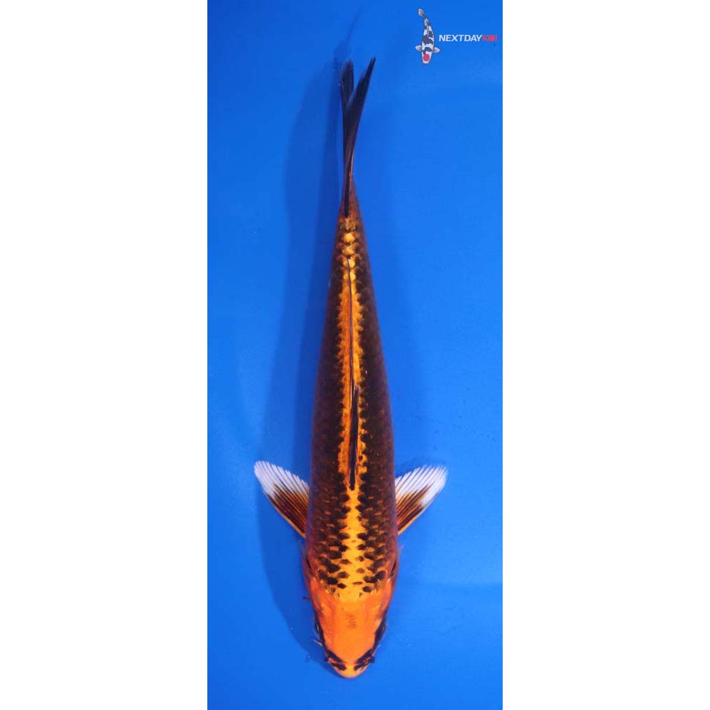 7” Imported Orenji Matsuba