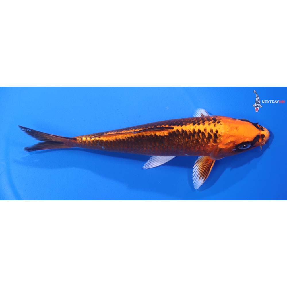 7” Imported Orenji Matsuba