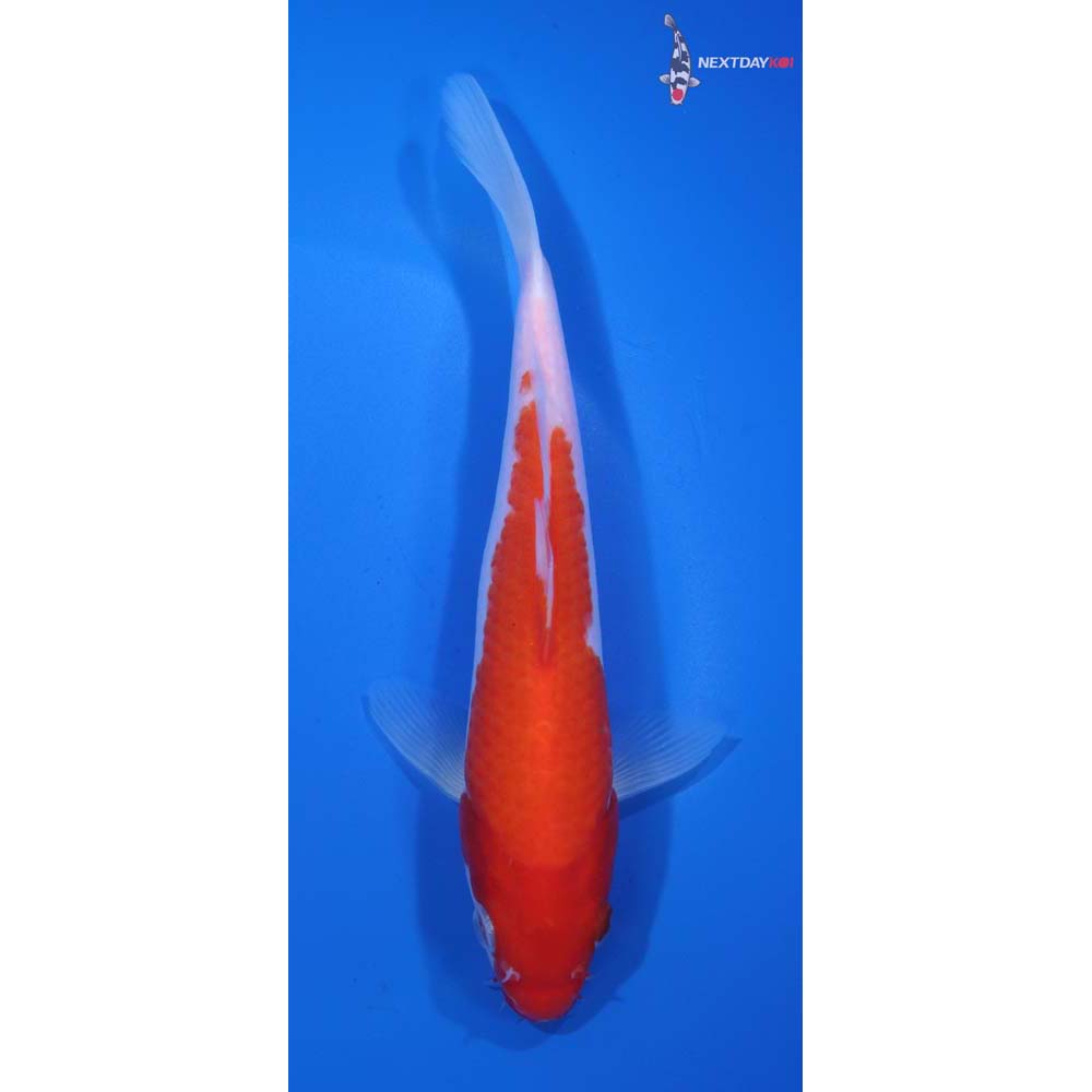 7” Imported Kohaku