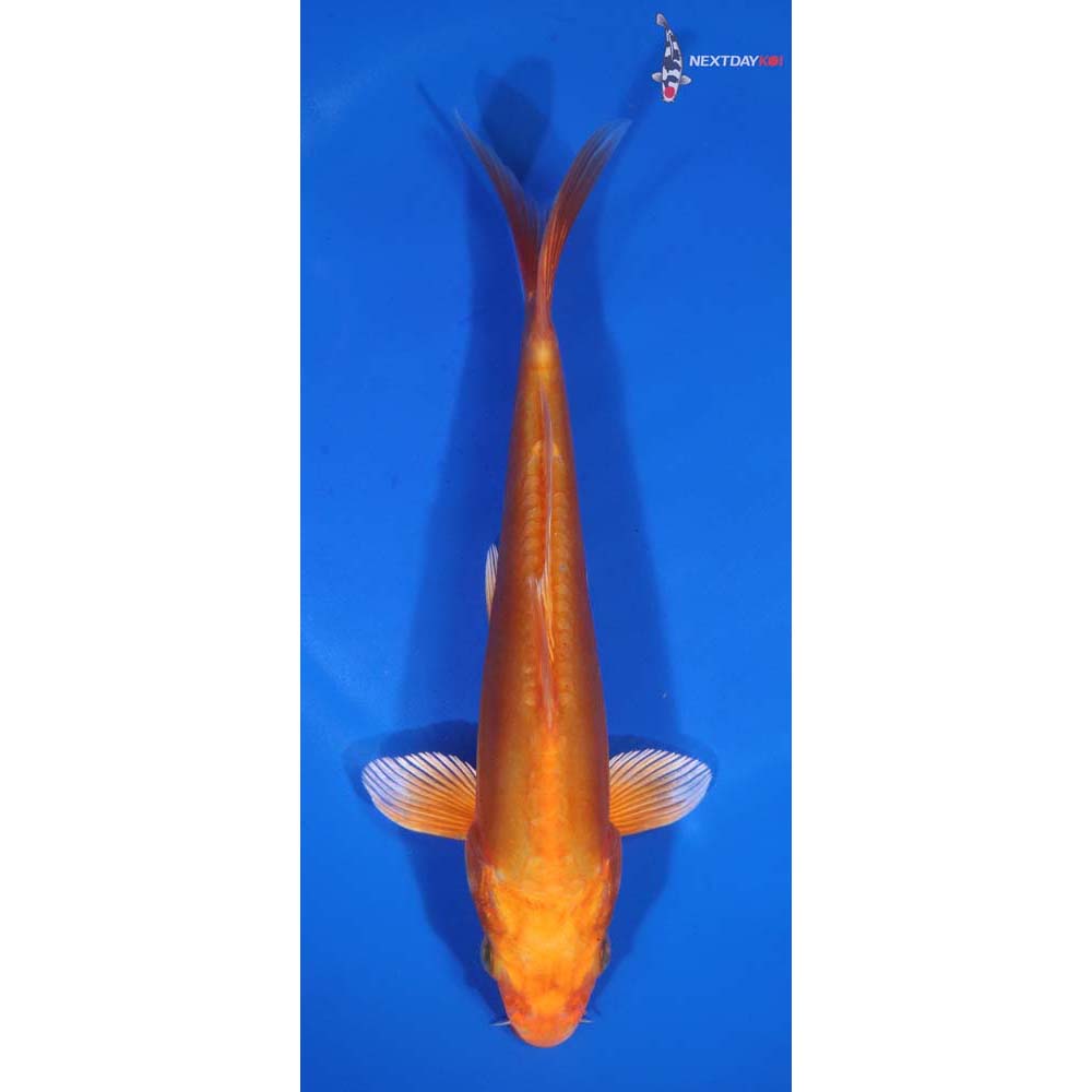 7” Imported Doitsu Orenji Ogon