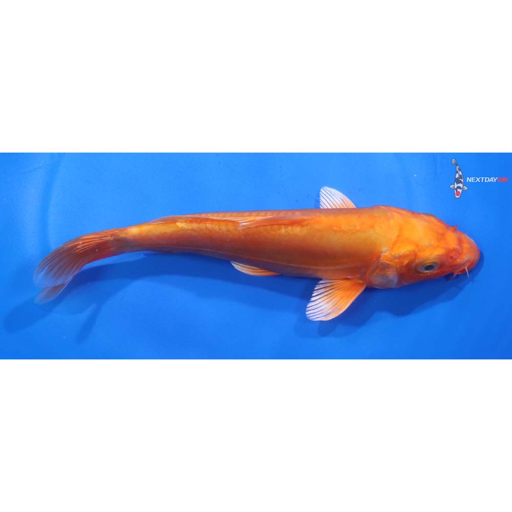 7” Imported Doitsu Orenji Ogon