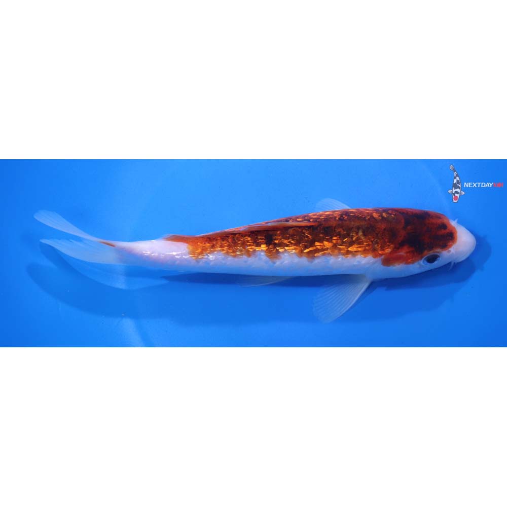 7.5” Imported Gin Rin Goromo