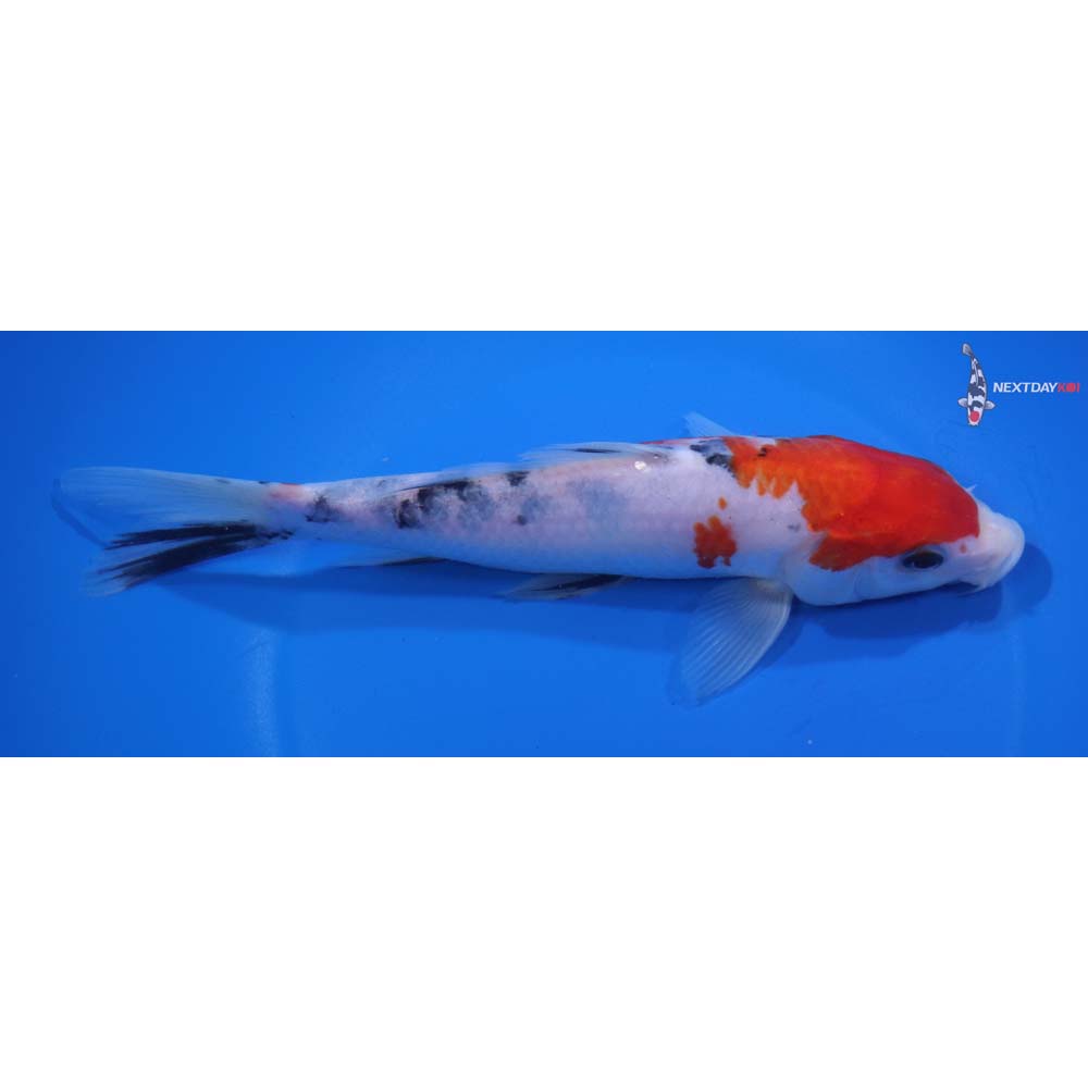 7.5” Imported Sanke