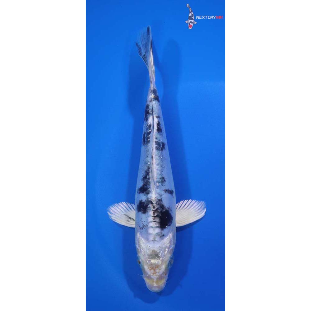 6.5” Imported Doitsu Gin Shiro Bekko