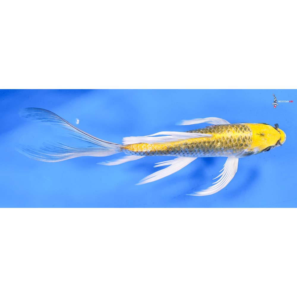 9.5” Imported Gin Rin Kujaku Butterfly Koi