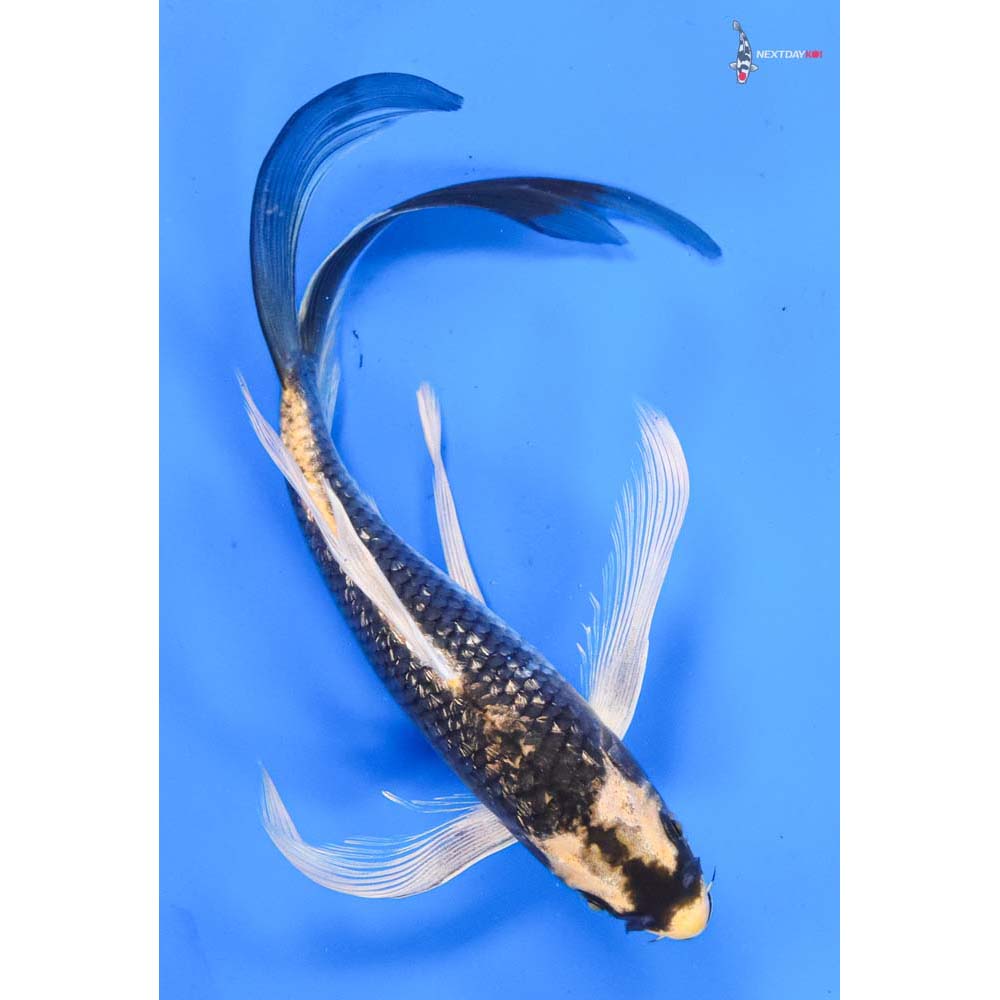 9” Imported Gin Rin Kin Kikokuryu Butterfly Koi