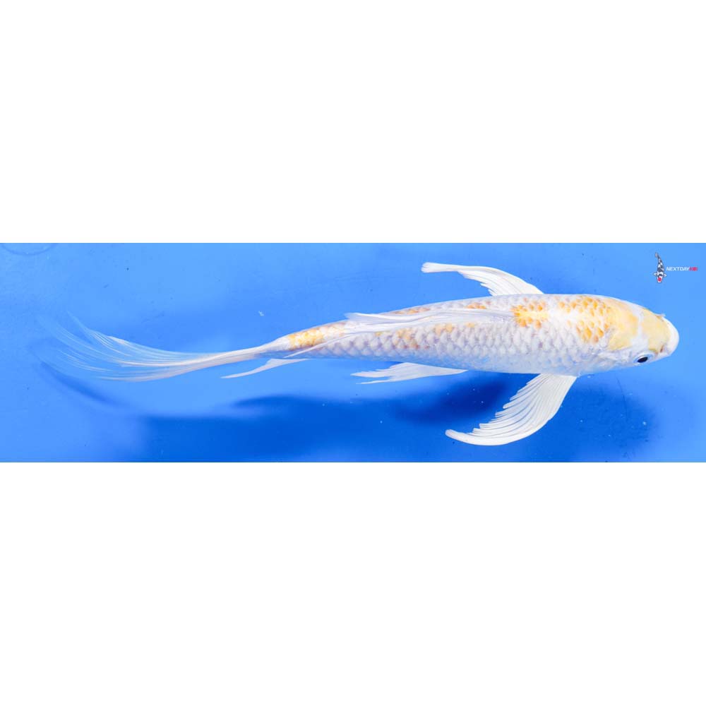 9” Imported Lemon Hariwake Butterfly Koi