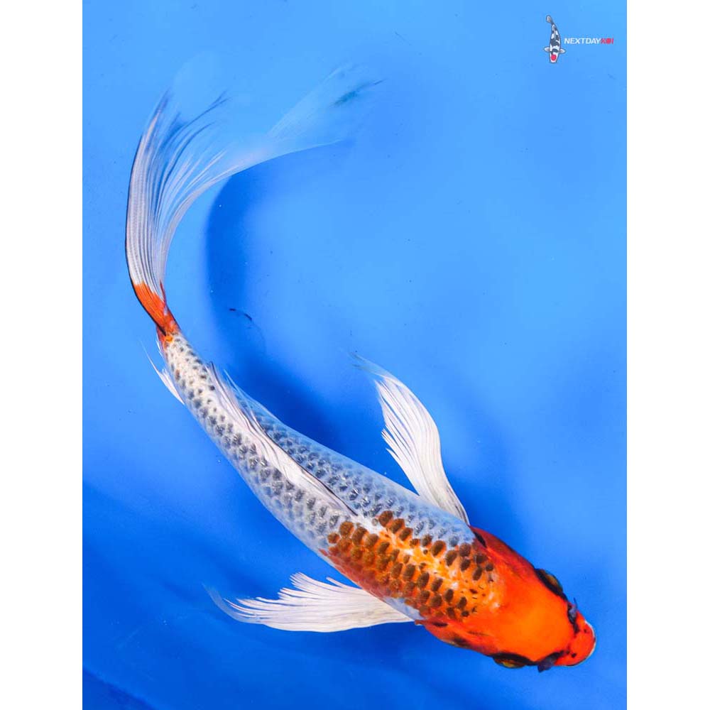 10” Imported Kujaku Butterfly Koi