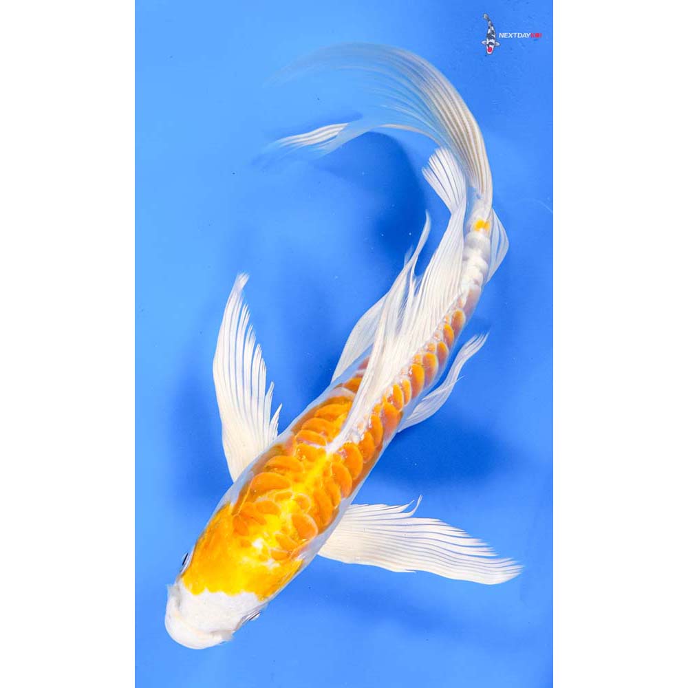 9” Imported Doitsu Lemon Hariwake Butterfly Koi