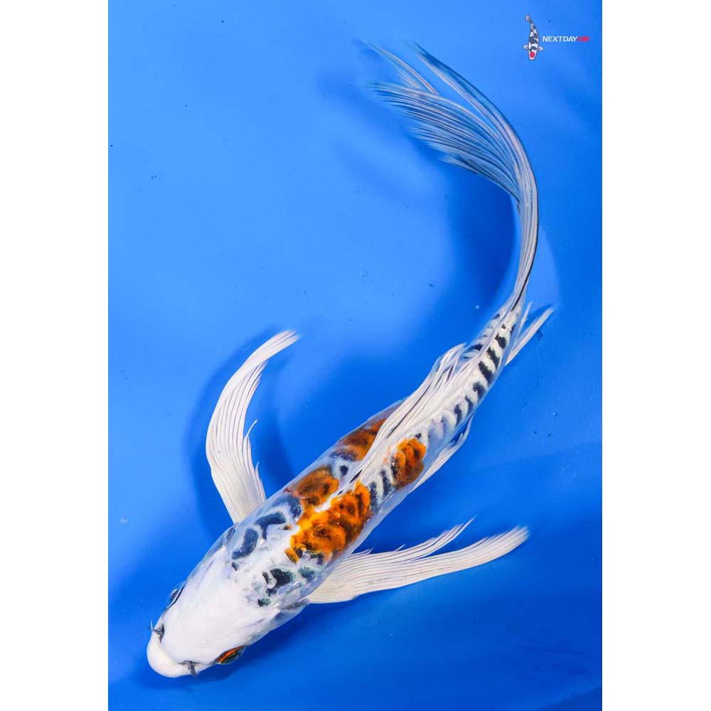 9” Imported Doitsu Kujaku Butterfly Koi