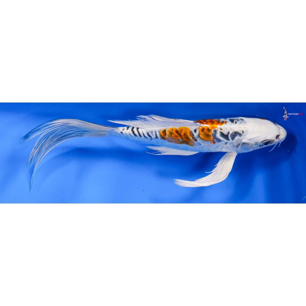 9” Imported Doitsu Kujaku Butterfly Koi