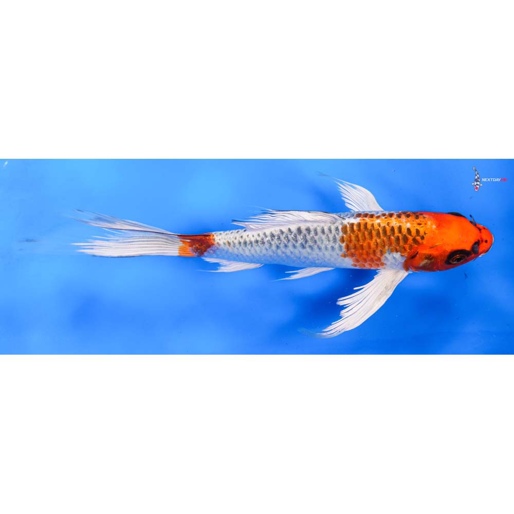 10” Imported Kujaku Butterfly Koi