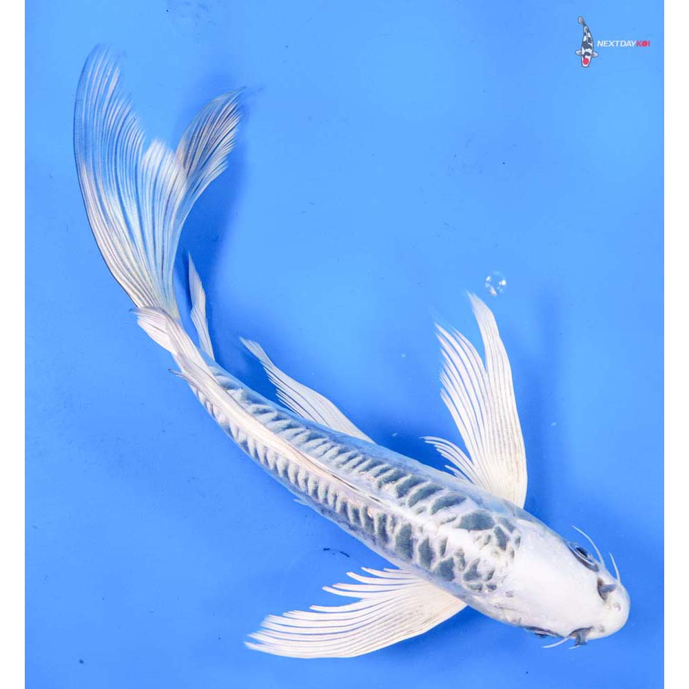 8.5” Imported Doitsu Gin Matsuba Butterfly Koi