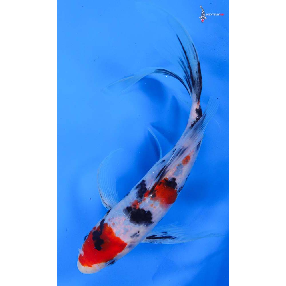 8.5” Imported Sanke Butterfly Koi