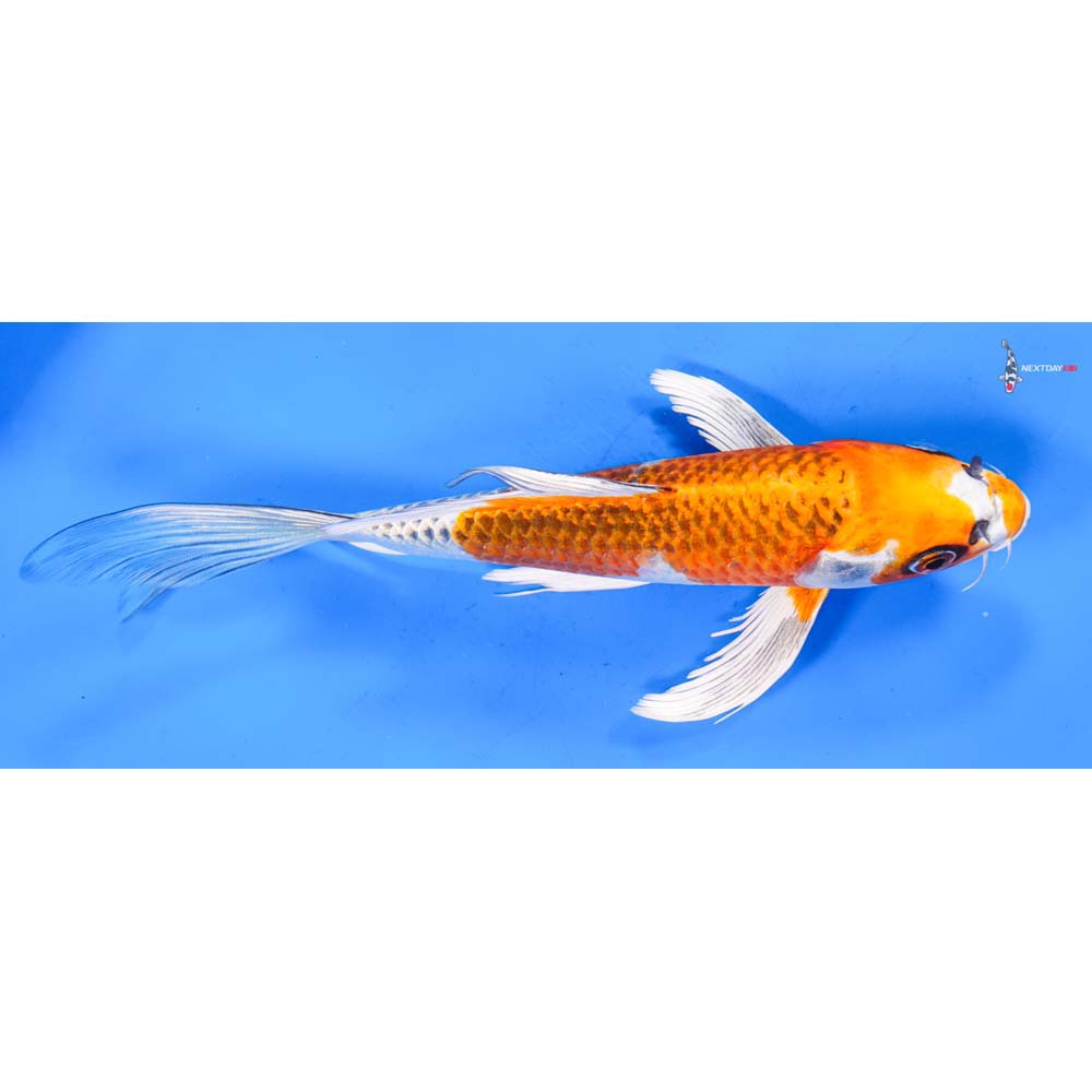 8.5” Imported Kujaku Butterfly Koi