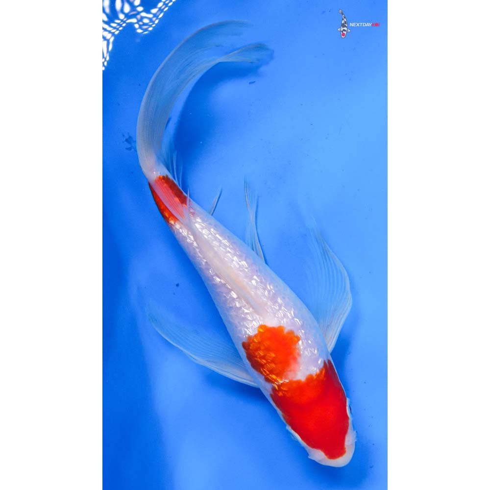 8.5” Imported Gin Rin Kohaku Butterfly Koi