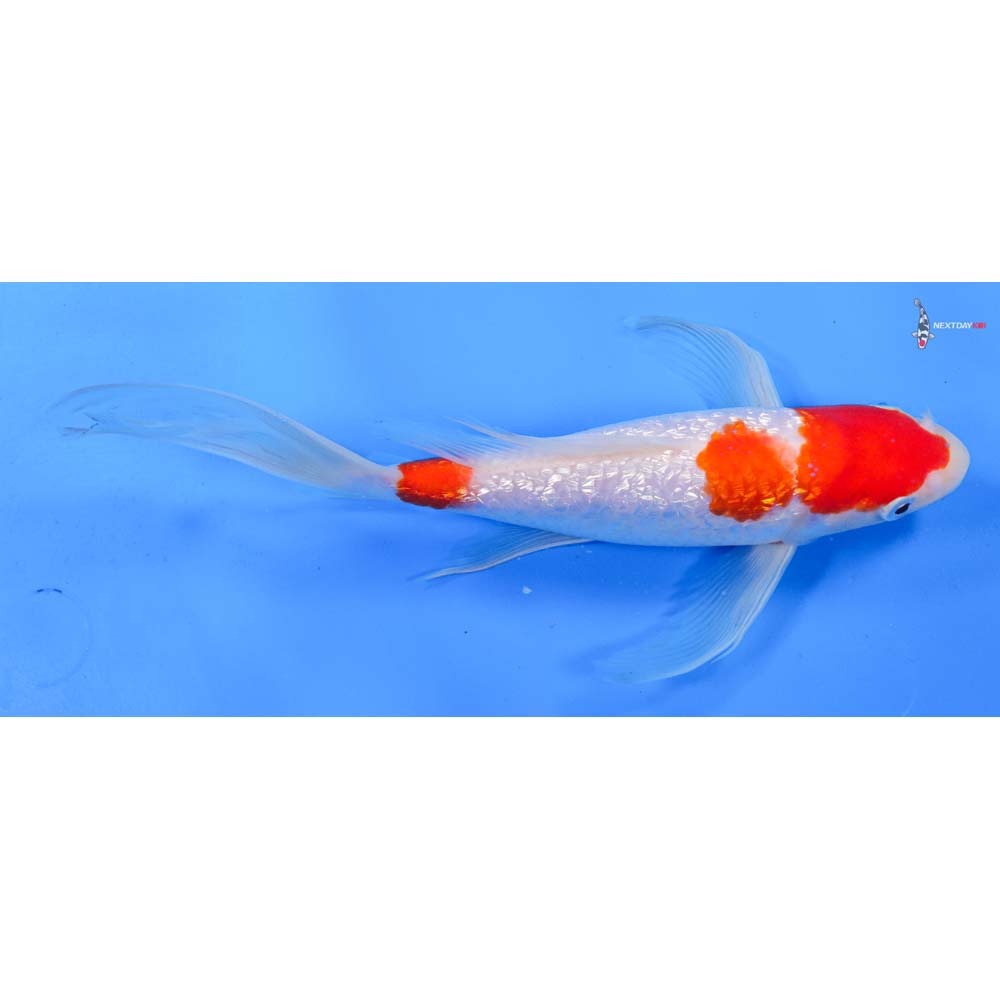 8.5” Imported Gin Rin Kohaku Butterfly Koi