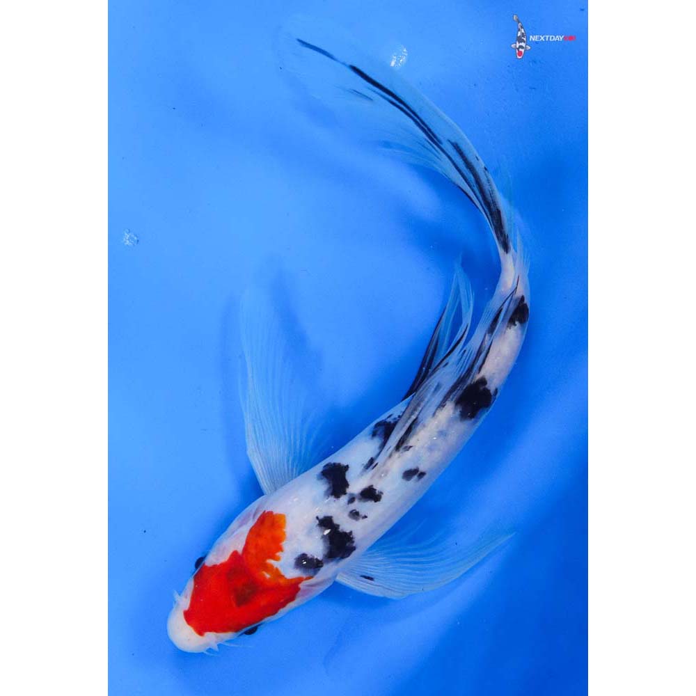 8.5” Imported Sanke Butterfly Koi