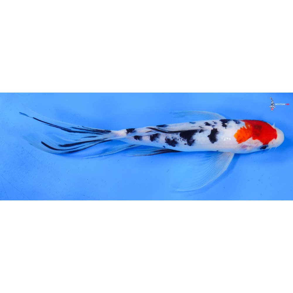 8.5” Imported Sanke Butterfly Koi