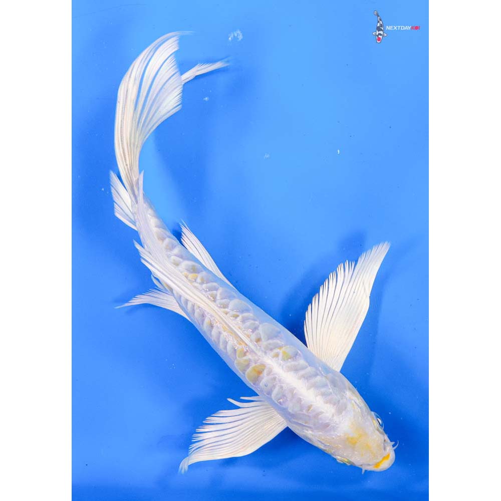 8.5” Imported Doitsu Lemon Hariwake Butterfly Koi
