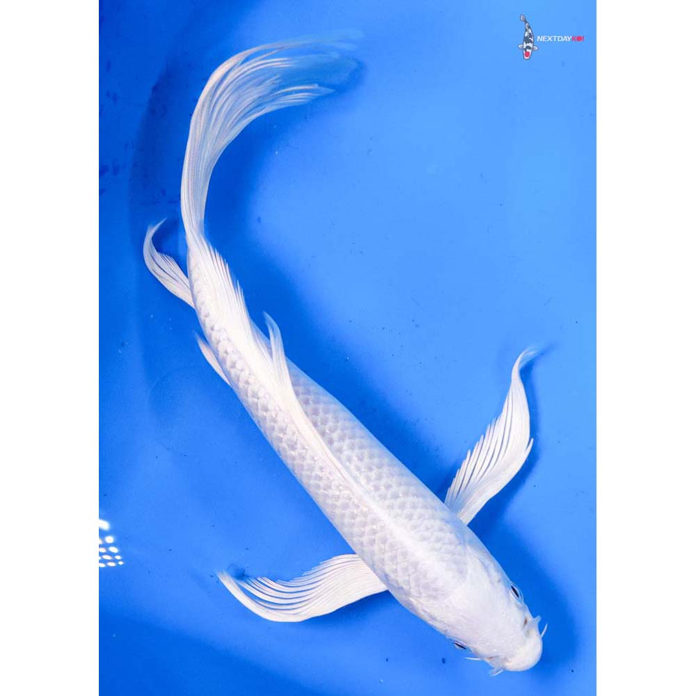 8.5” Imported Platinum Ogon Butterfly Koi