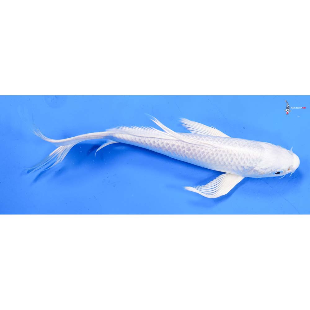 8.5” Imported Platinum Ogon Butterfly Koi