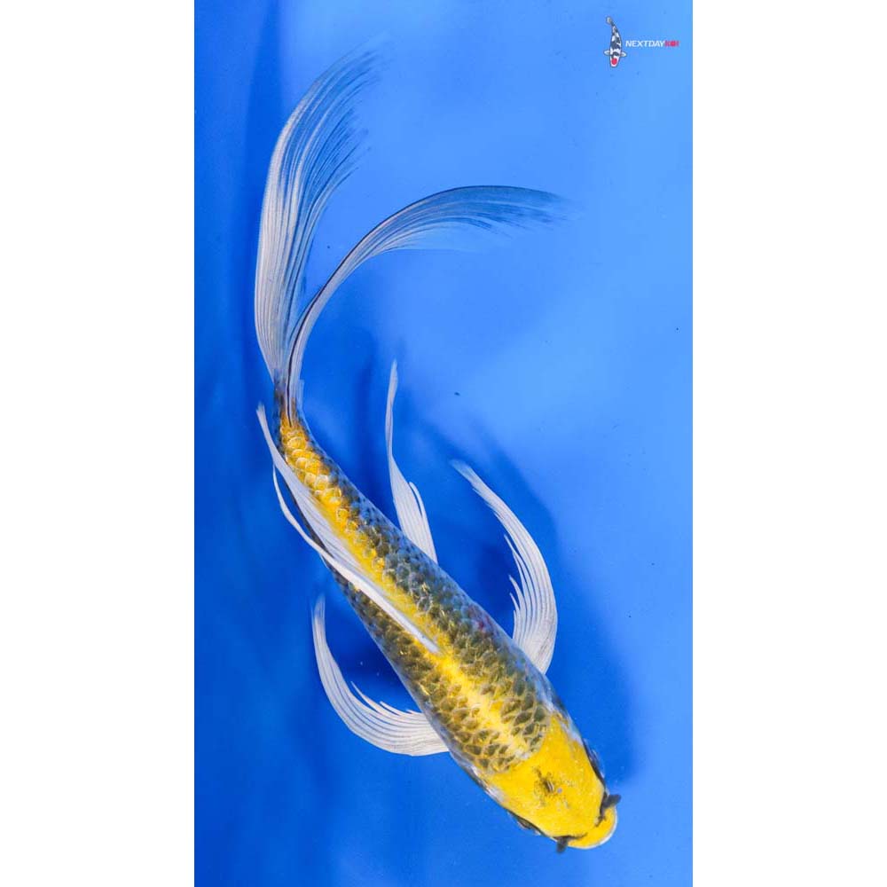9.5” Imported Gin Rin Kujaku Butterfly Koi